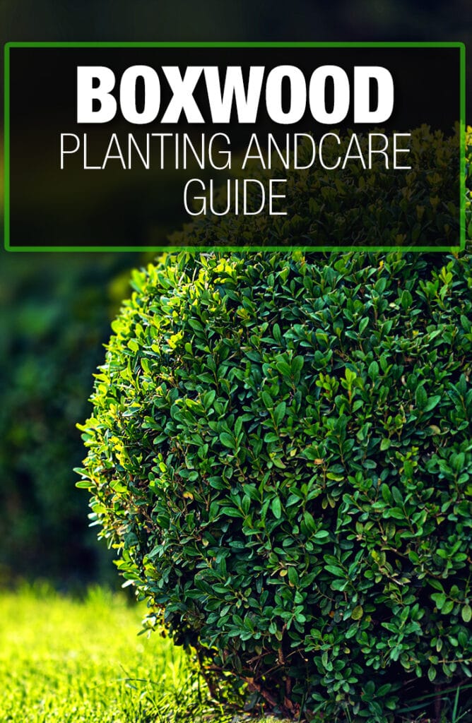 Planting boxwood appropriately frequently requires a guide