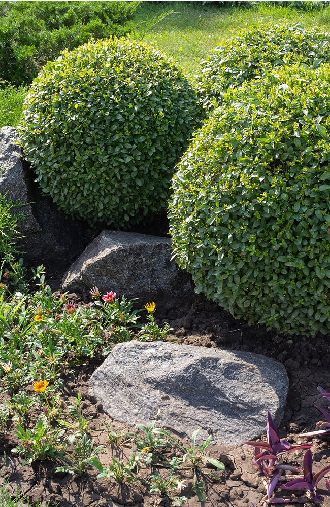 Neatly trimmed foliage and branches