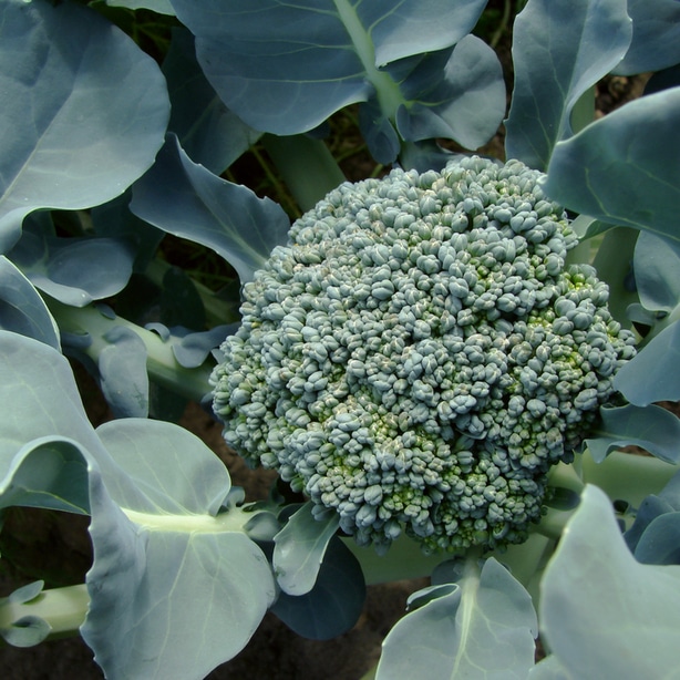 A broccoli floret is ready to harvested is often final growth stage