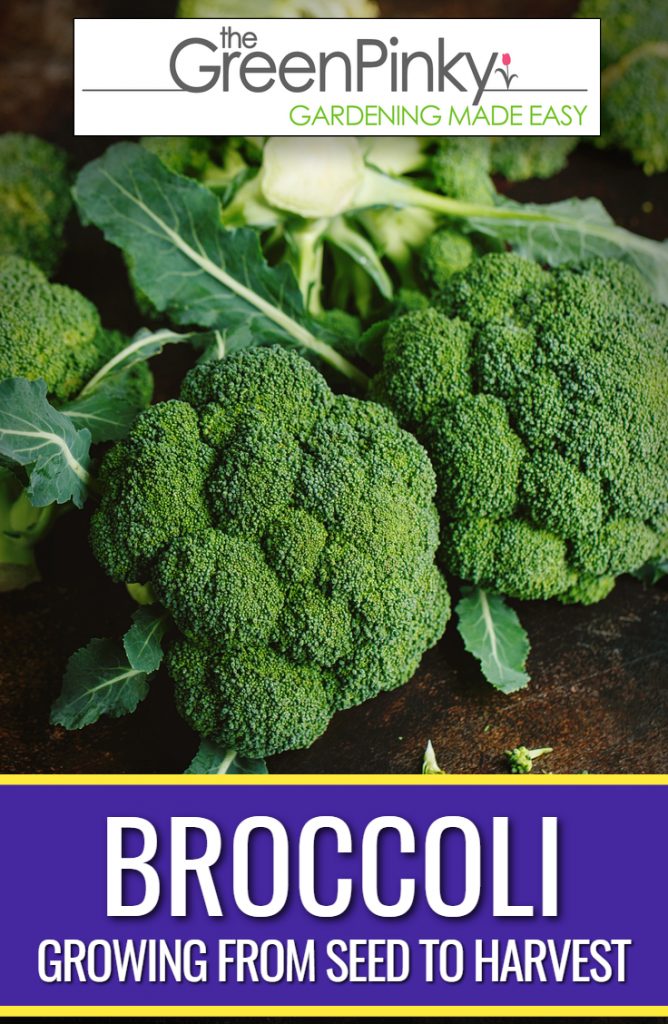 Broccoli growing healthy with the proper care guide