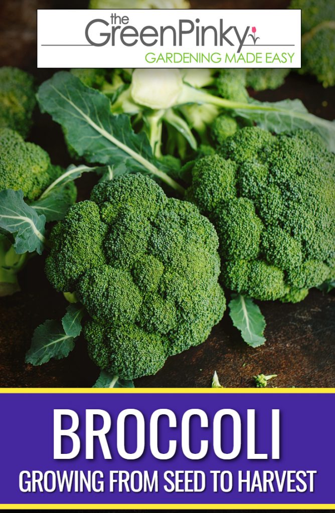 Broccoli growing guide Broccoli growing healthy with the proper care guide