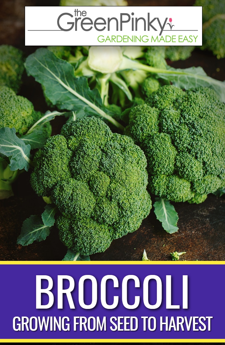 How to Grow Broccoli? — Tips for Raising Healthy Broccoli