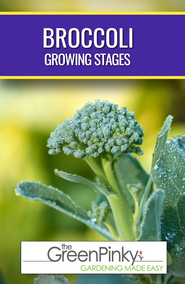 What are the Growing Stages of Broccoli? Learn Each One