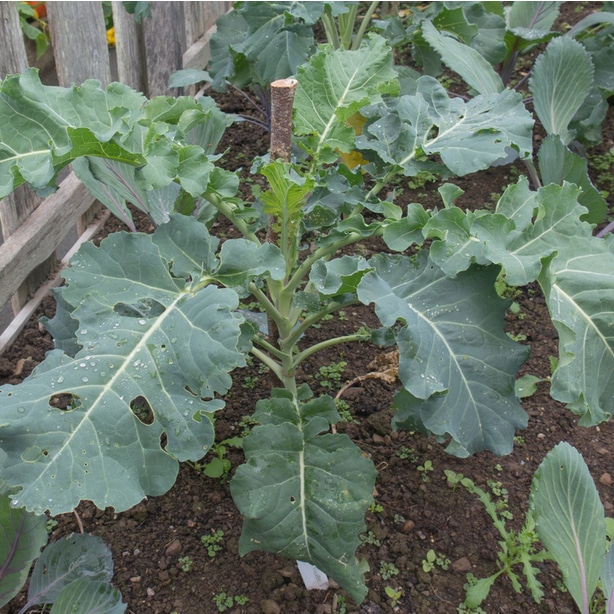 Broccoli continues to have vegetative growth