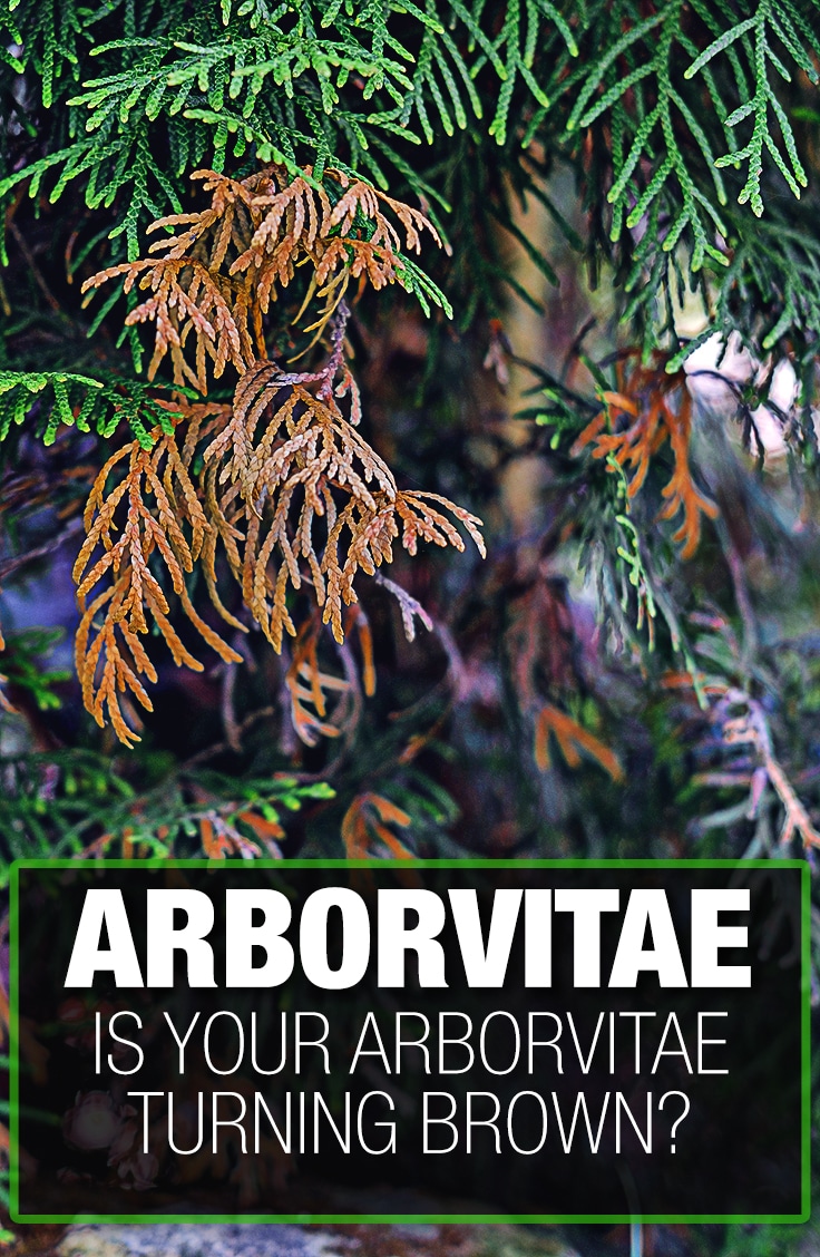 Why is Your Arborvitae Turning Brown? Learn Why and How to Stop It.