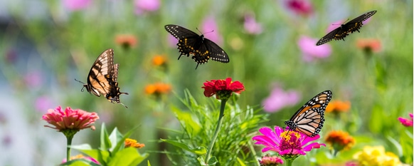 Starting a butterfly garden is not difficult with the correct plants