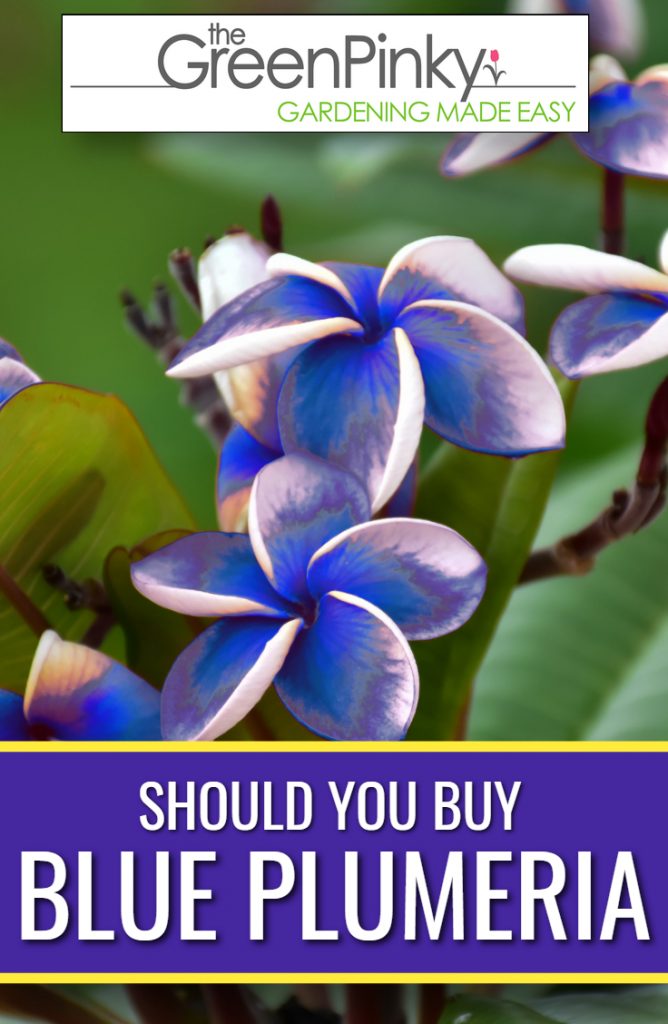 Before buying fake frangipani you will want to read more