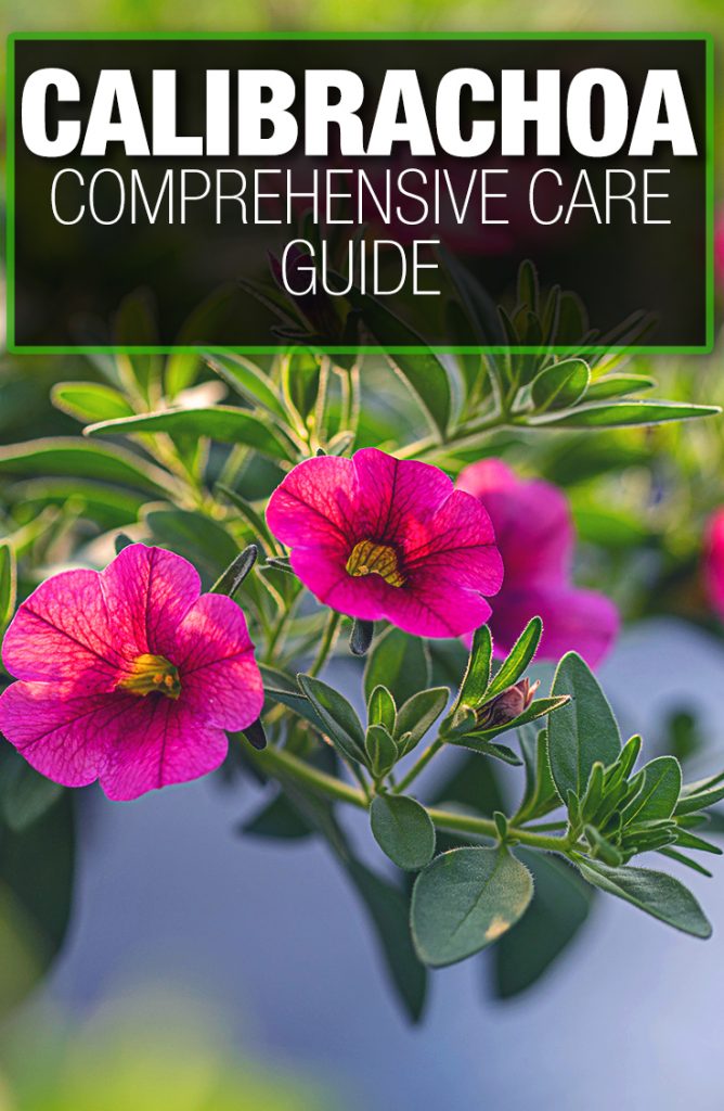 Calibrachoa need proper nutrients through a guide for good care