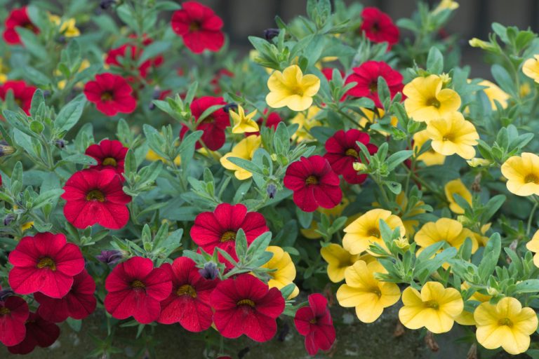 How to Care for Calibrachoas? — Tips for Raising Flowers