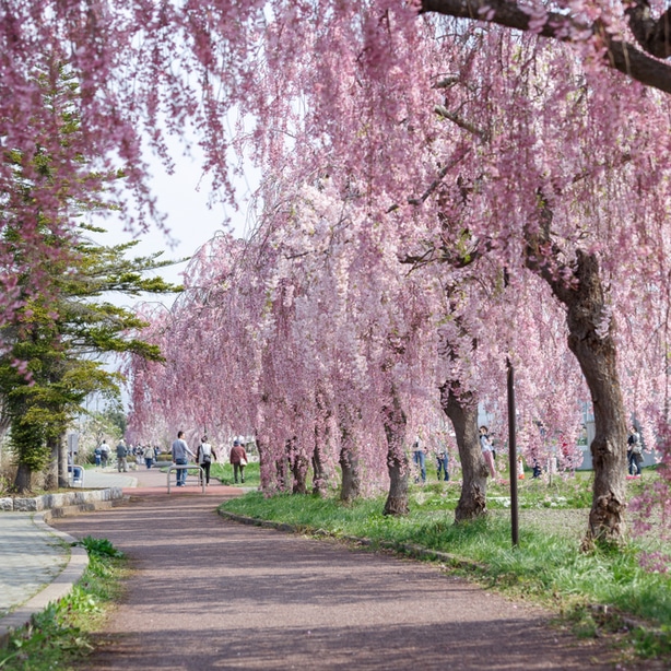 Calm atmosphere from trees with canopies that are draping over the tree