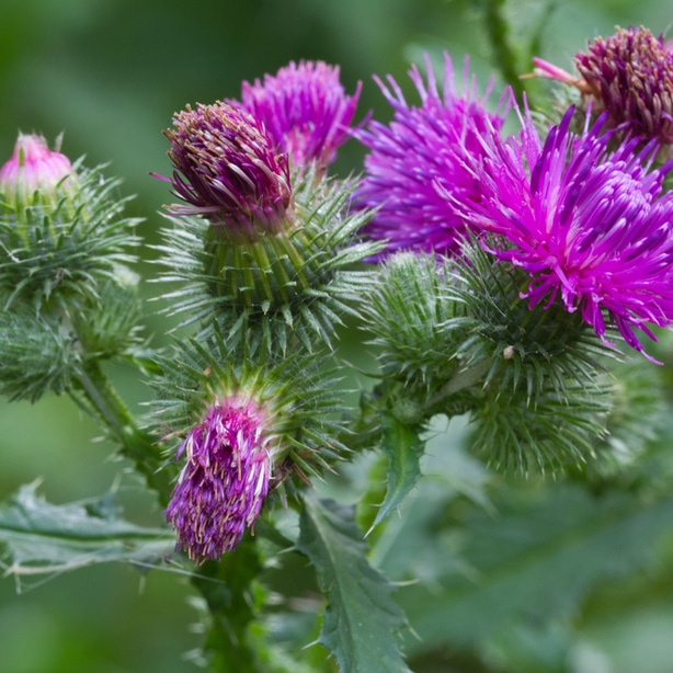 Canada thistle have sharp pointy foliage