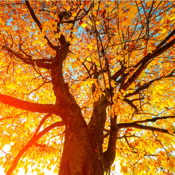 The vast canopy of a beech tree.