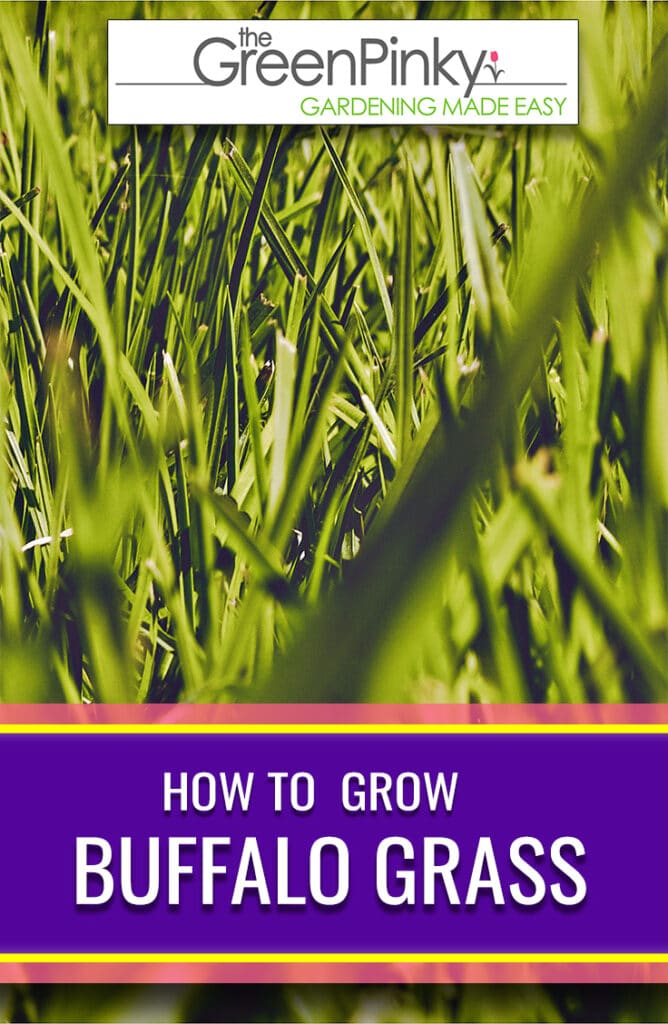 Learn how to grow beautiful Buffalo grass on your property with our guide