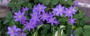 Caring for clematis properly will result in show-stopping flowers
