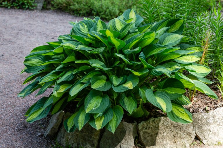 Caring for hostas in the fall will help it flourish in the spring