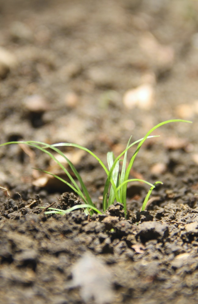 What Do Carrot Sprouts Look Like? — Learn to Identify Them