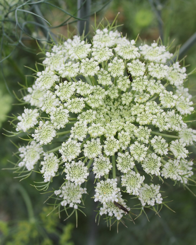 Carrot formation seeds Carrot ready to release seeds for reproduction symbolizes final step in life cycle