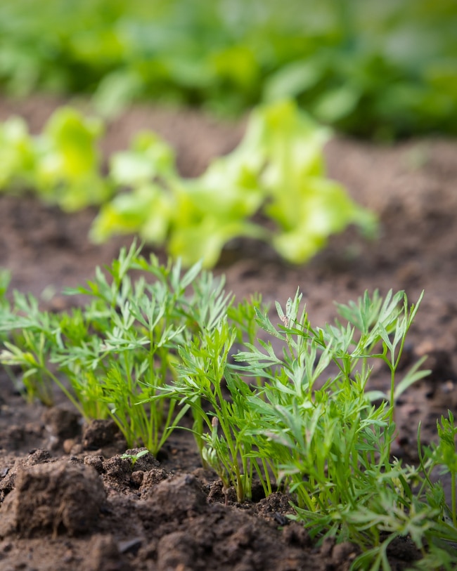 Leaves and stem A carrot showing its leaves through the soil after germination