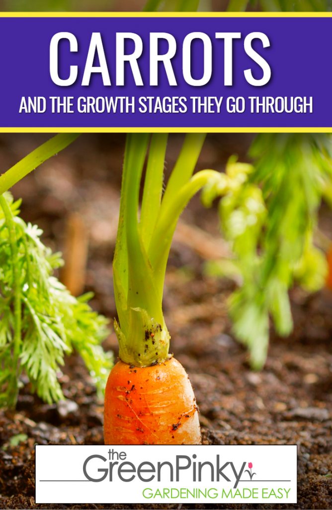 Carrot growing stages Carrot in its final growth stage