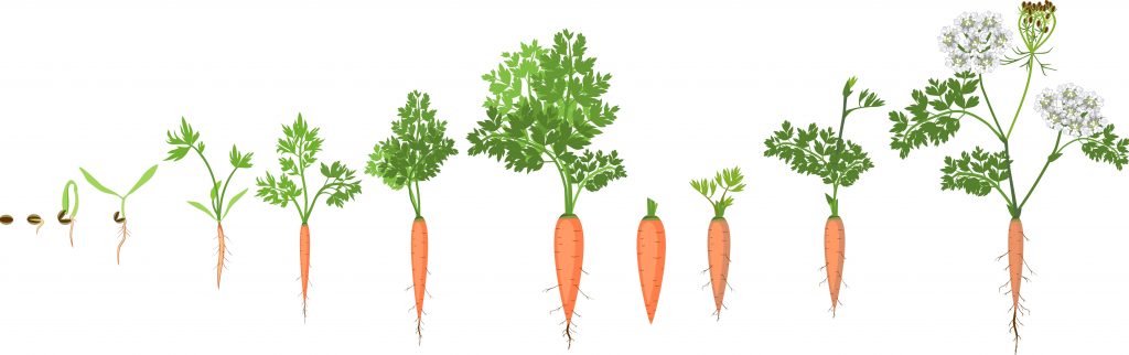 Carrot life cycle Carrot going through its growing stages