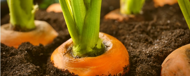 Carrot growing in soil, ready to be harvested