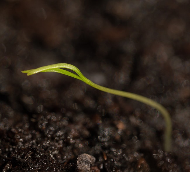 A carrot seedling emerging from soil after germination