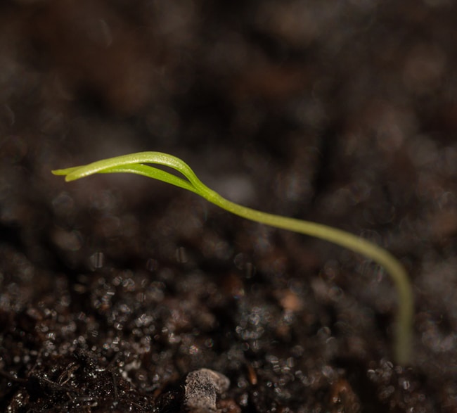 Carrot seedling A carrot seedling emerging from soil after germination