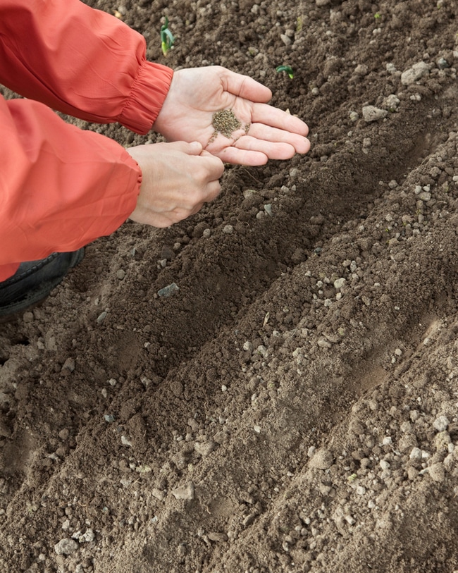 carrot seeds A person planting carrot seeds.