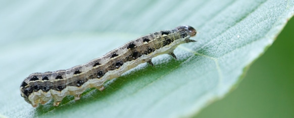 caterpillar on leaf that will slowly chew away at young foliage