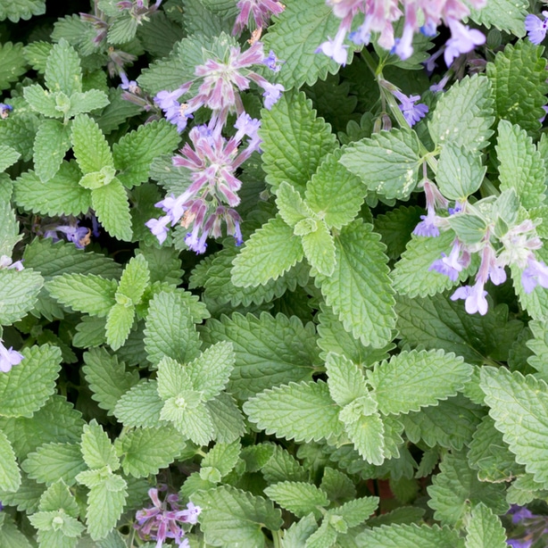 Catnip Catnip is not only pretty, but can be helpful for repelling aphids.