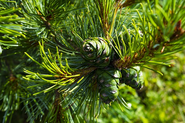Cedar tree in its natural habitat growing healthily