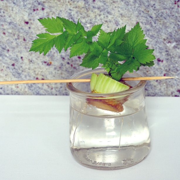 Regrowing kitchen scraps like celery is a great idea for the winter