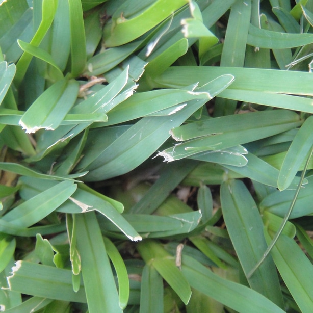 How To Care For Centipede Grass Our Tips that Work 2022 
