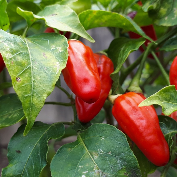 Check for diseases Make sure to check peppers for pests and diseases