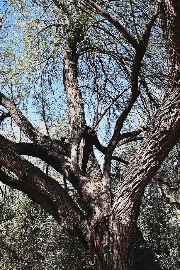 Chilean mesquite trees grow very well in sandy and arid conditions