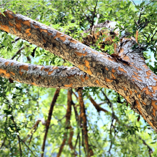 Bright orange bark of chinese elm is a beauty to behold.