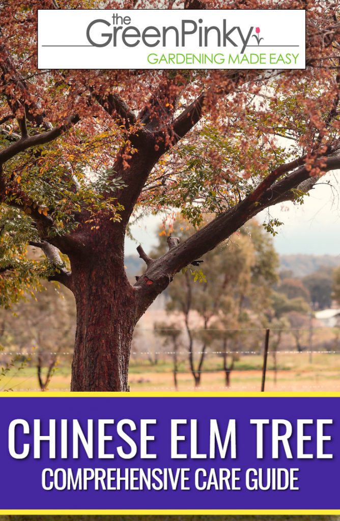 With proper care, Chinese elm tree adds a beautiful element to a garden