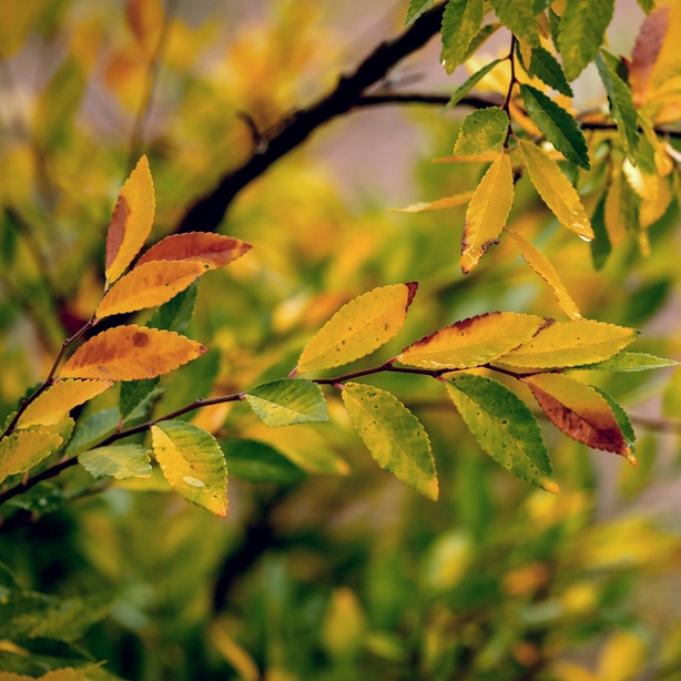 Chinese elm in the fall produces beautiful colors.