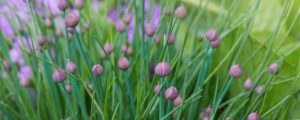 Chive flowers are edible when grown properly