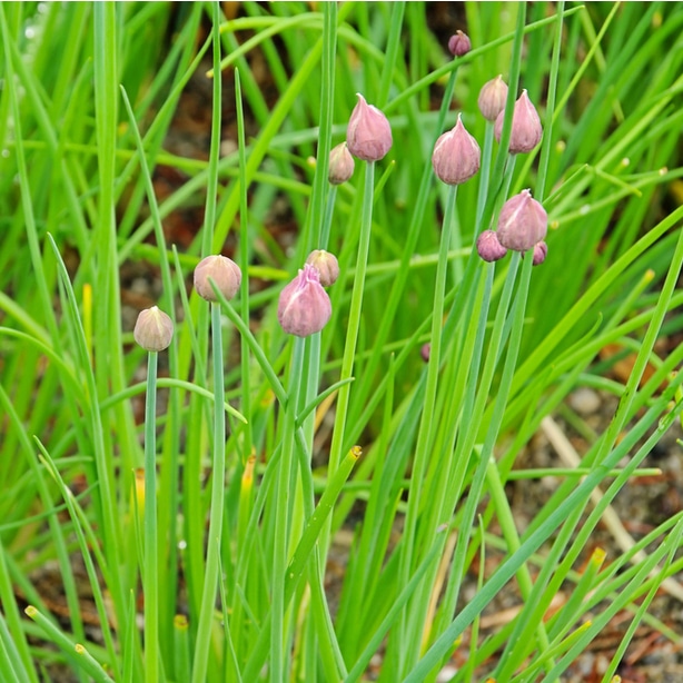 Chives natural pest repellant Try planting chives to help deter cucumber beetles and also deer.