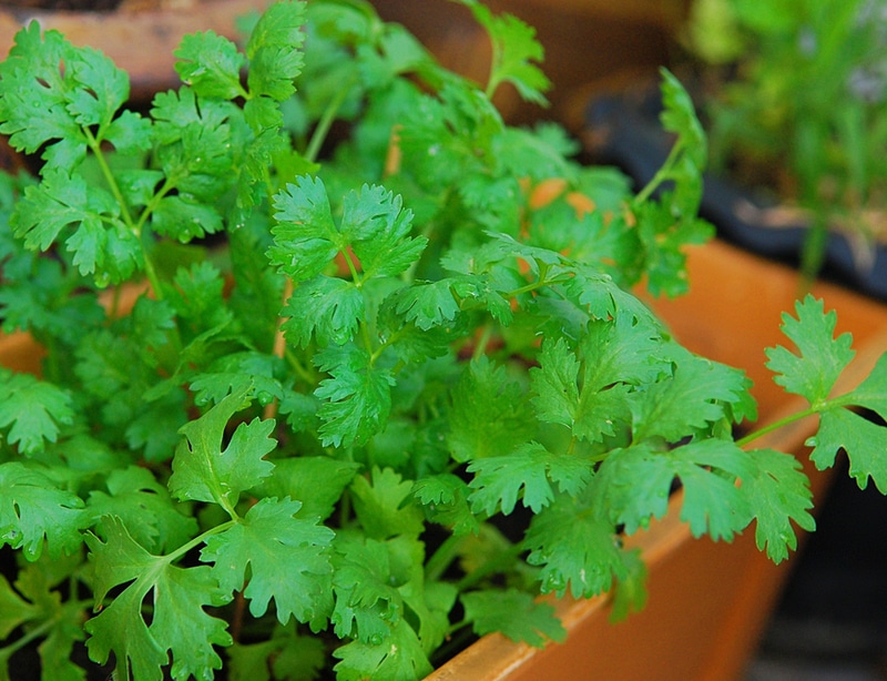 Cilantro can be grown outside or indoors in containers.