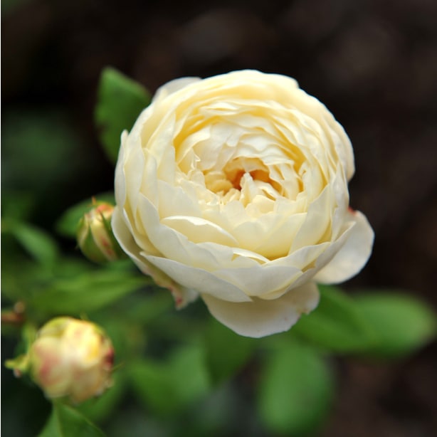 The claire austin produces magnificent white flowers.