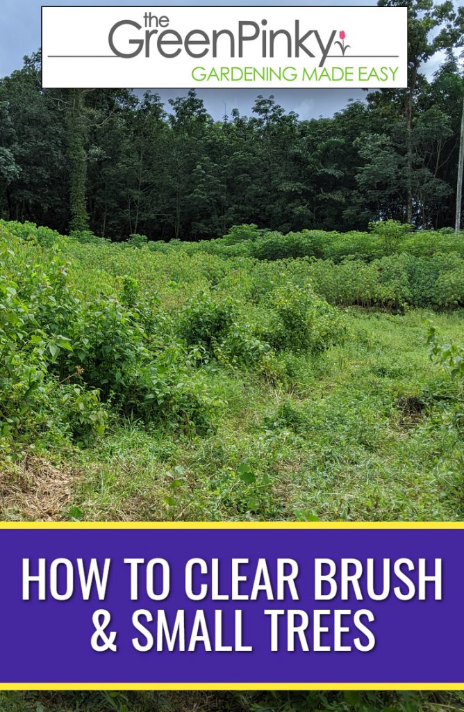 Brush and trees need to be removed with proper technique and safely