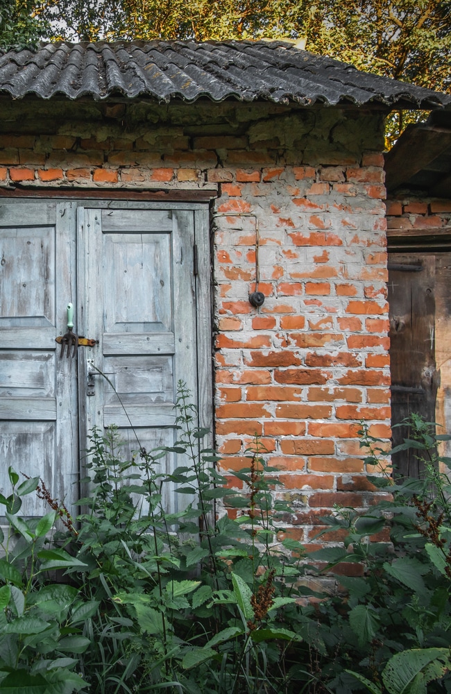 A shed with rampant overgrowth that needs to be gotten rid of