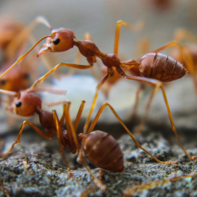A macro image of a fire ant