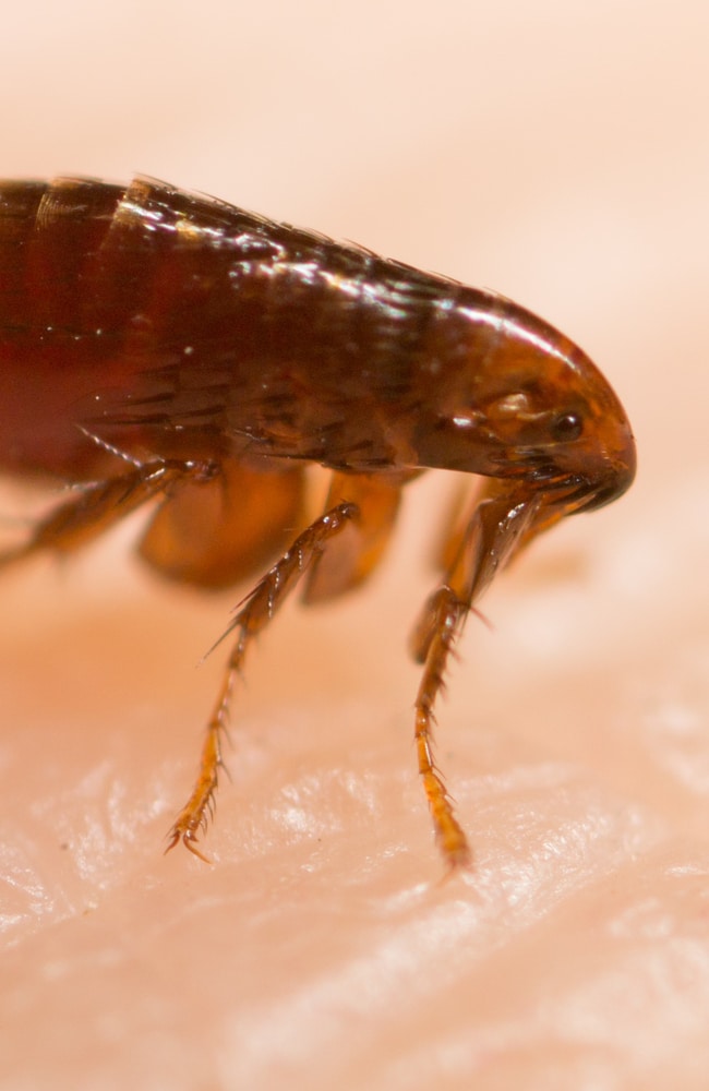 Close up image of a flea problem