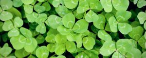 Clover infestations require a plan of action