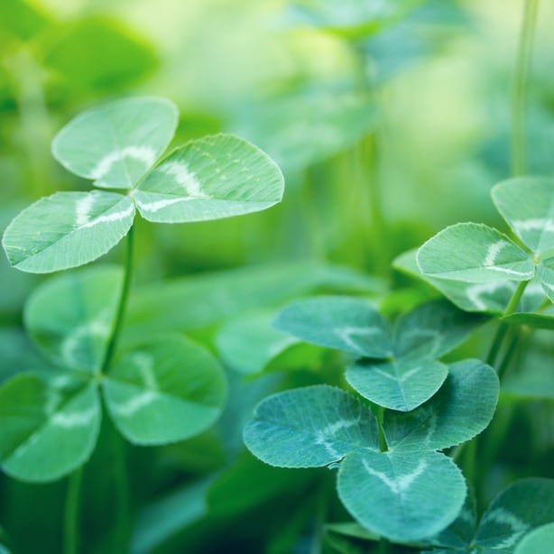 Clover can act as a source of nitrogen for your grass