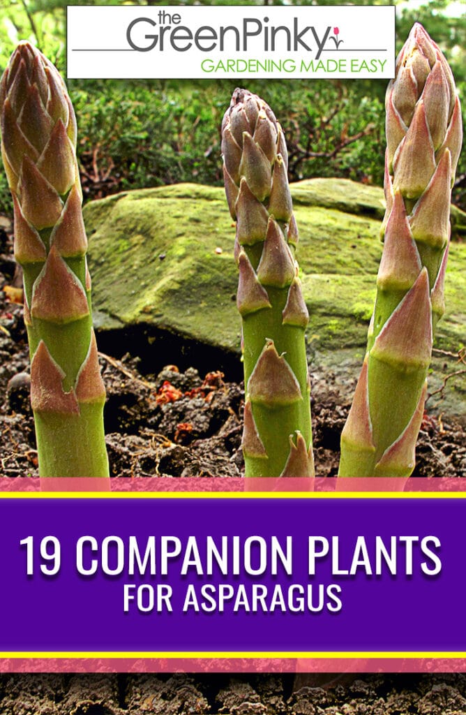 Image of Cabbage companion plant for asparagus