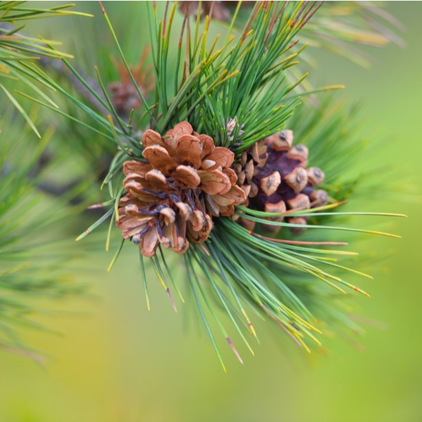 Branches, needles, and cones need to be pruned correctly